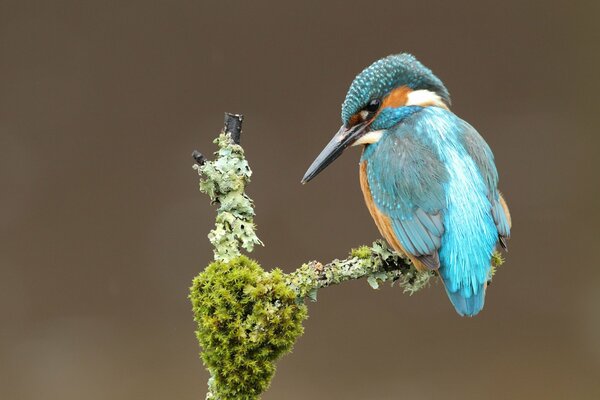 The kingfisher sits on a branch covered with moss