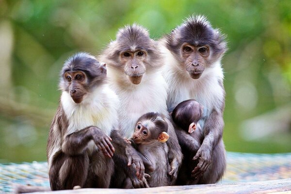 A family of macaques assembled mom and kids