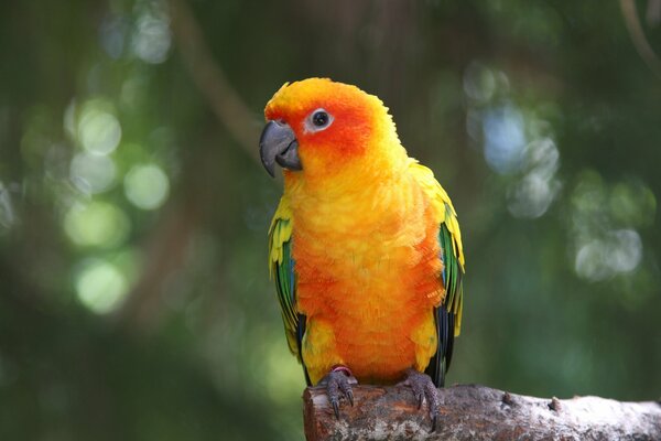 Ein Ara-Papagei, der auf einem Ast sitzt