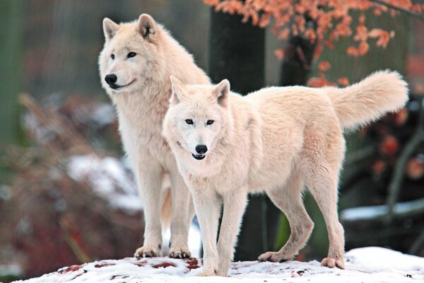 Family of Arctic white wolves