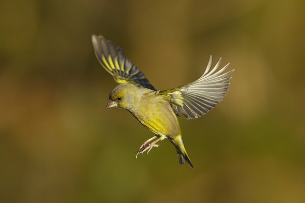Oiseau vert agitant ses ailes en vol