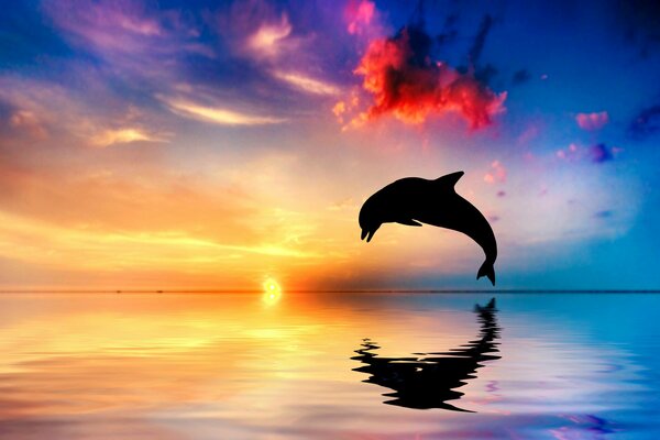 Dolphin silhouette in the ocean