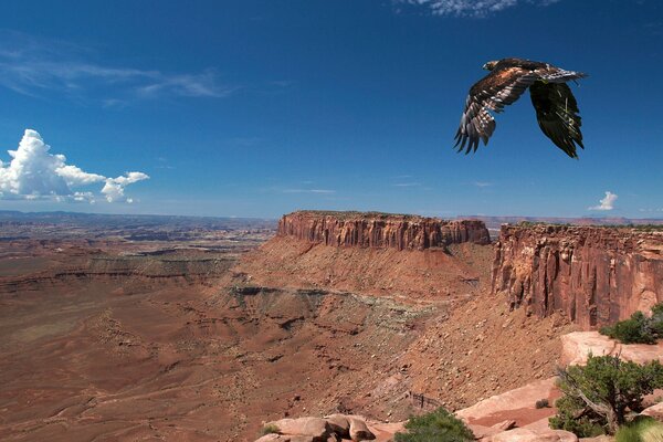Птица летит над каньоном