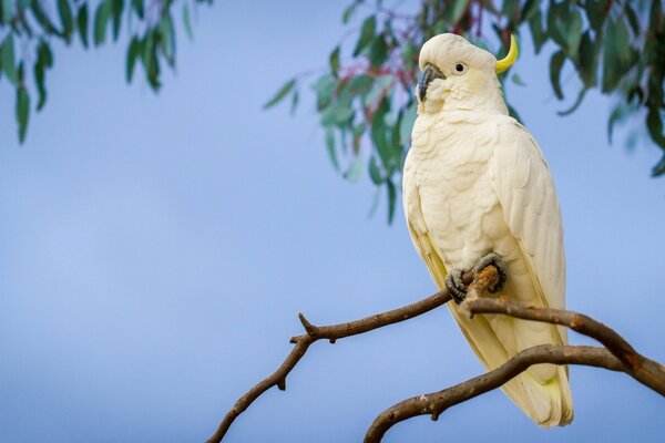 Cockatoo on a branch against the sky