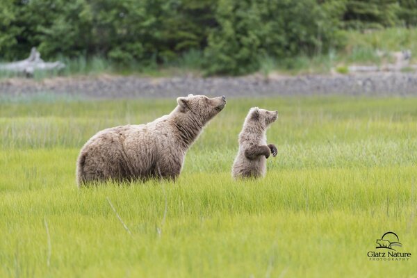 A bear with a bear cub in a meadow in the national park