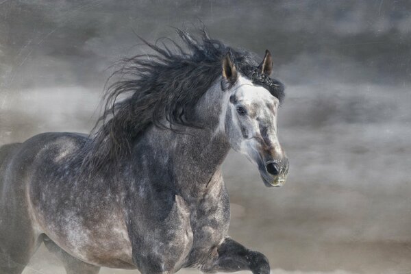 A grey stallion with a mane in a gallop