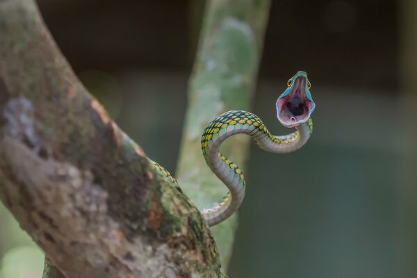 Le serpent attaque avec la bouche ouverte