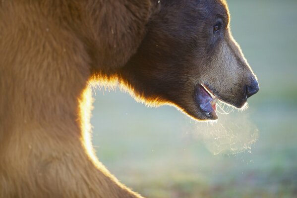 Il muso di un orso bruno su cui splende il sole