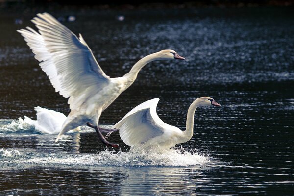 Swans with open wings on the lake