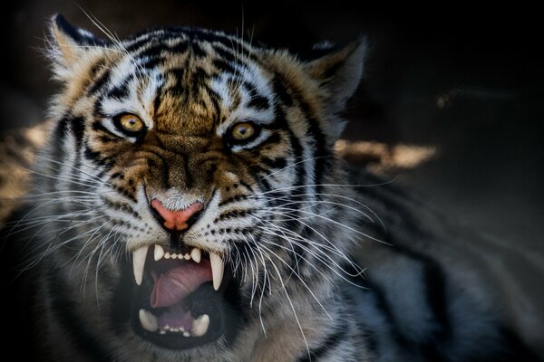 Powerful growling tigers close