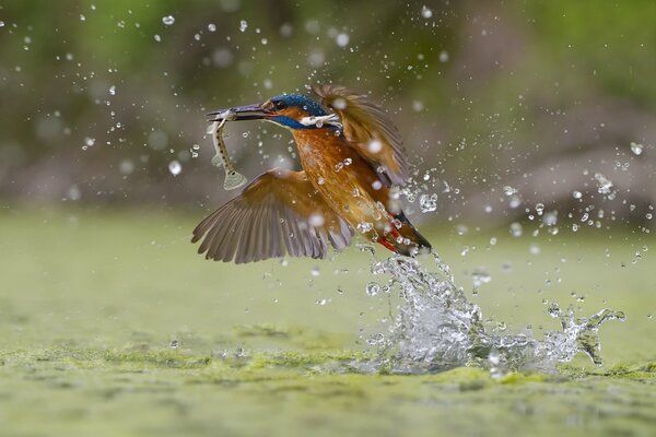 Photo of a bird hunting on the water