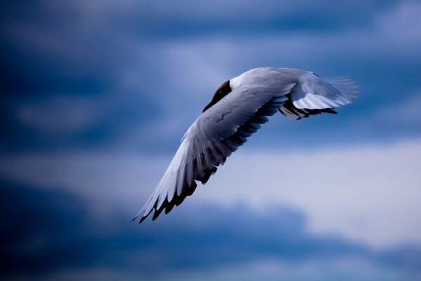 Foto der Natur Möwe am Himmel