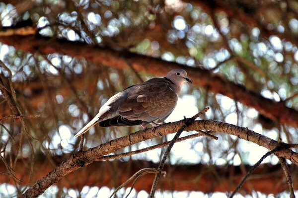 Ein Vogel, der auf einem Baum mit einem roten Schimmer sitzt