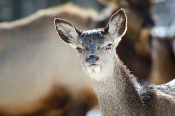 Ein Blick auf einen Damhirsch mit Ohren im Wald