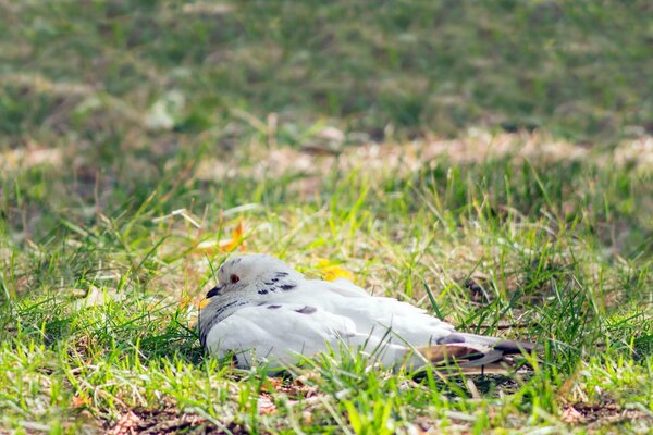 Pigeon assis dans l herbe verte