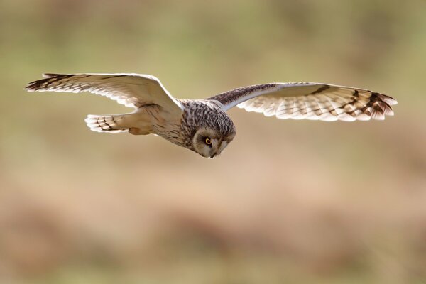 Nature photos owl flight