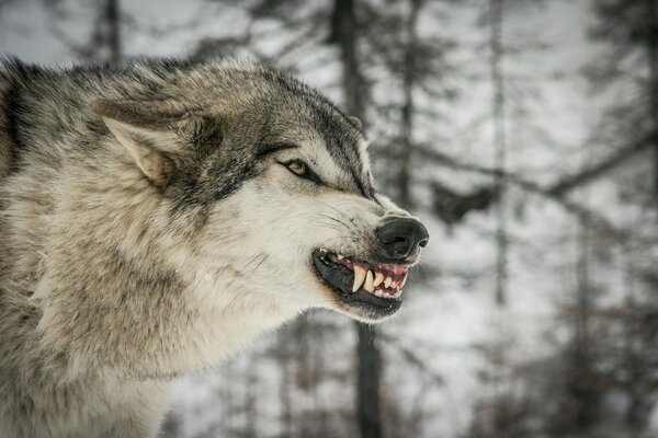 The evil grin of a wolf in profile