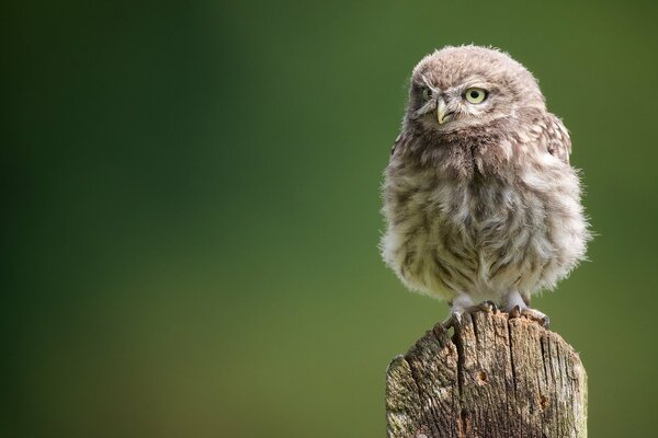 A little owl is sitting on a stump