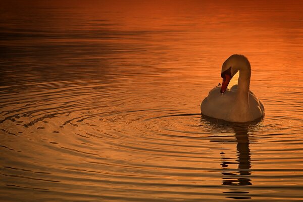 Schöner Schwan bei Sonnenuntergang