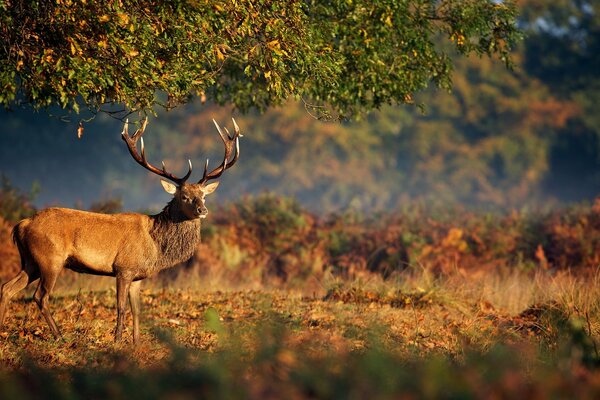 Cerf avec de grandes cornes se prélasser au soleil