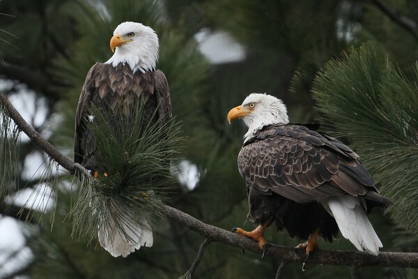 Bald eagles are sitting on a branch