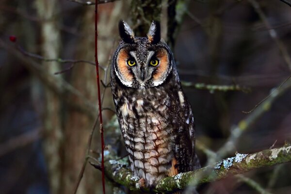 The mesmerizing look of an owl sitting on a branch