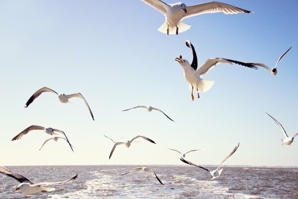 ¿Volando sobre el mar, gaviotas ????