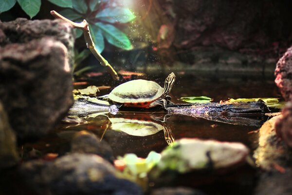 Милая черепаха греется на солнце в пруду