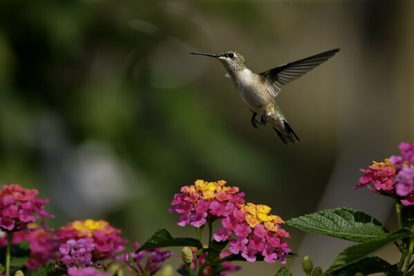 Маленькая колибри летает среди зелени и цветов