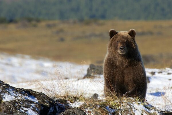 Le regard de l ours au loin