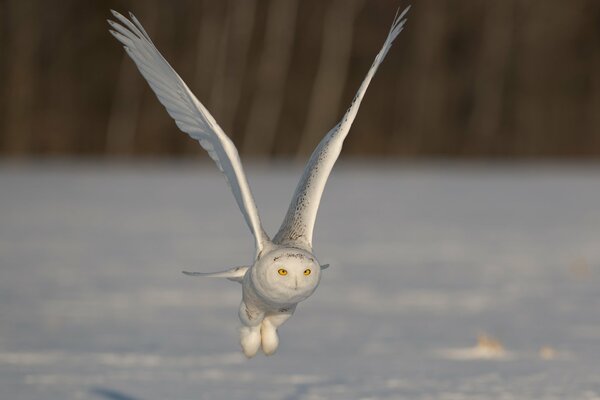 Polar owl flies over the snow