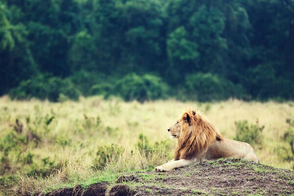 Un leone con una grande criniera si siede con orgoglio su una collina