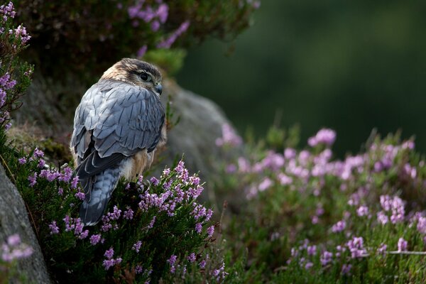 Der Falke lauerte auf Steinen, daneben kleine Büsche mit Blumen