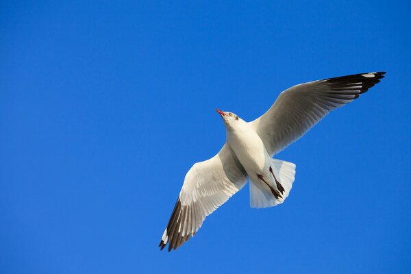 Möwe fliegt vor dem Hintergrund des blauen Himmels