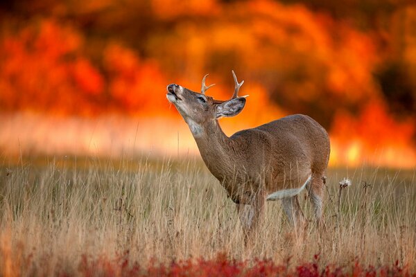 Deer on the background of a burning forest