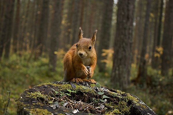 Squirrel on a stump in the autumn forest