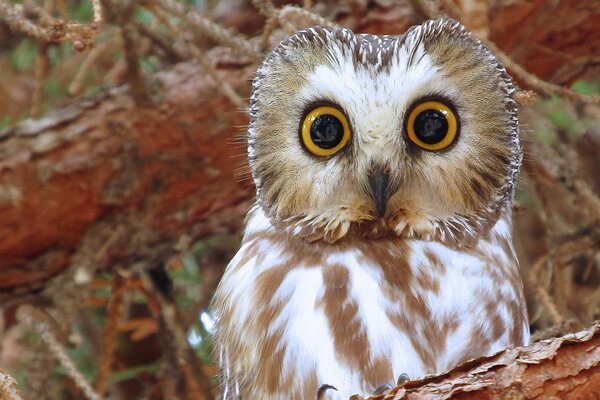 The owl in the light looks surprised