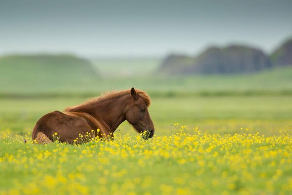 Horse on yellow flowers