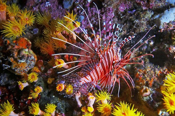 Underwater world in all colors