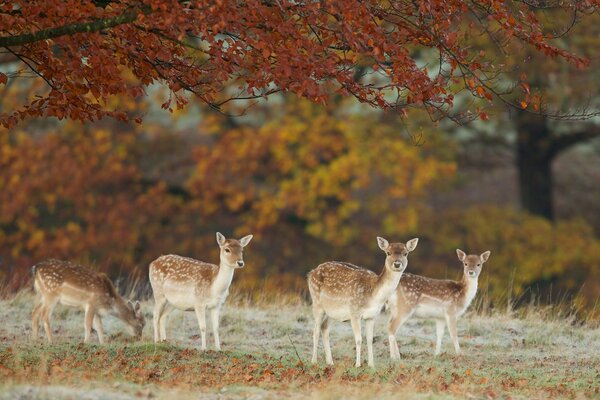 Hirsche grasen im Herbst in der Natur