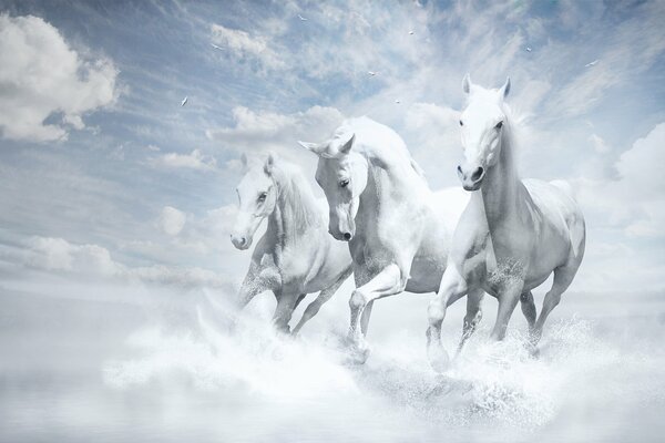Three white horses wallpaper