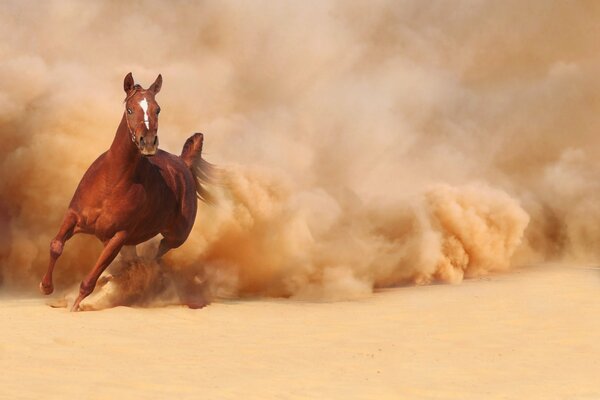 Ein Pferd, das im Sand läuft