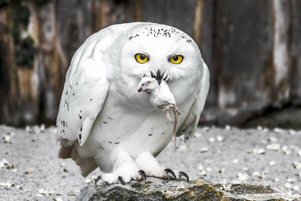 A white polar owl with yellow eyes caught a mouse