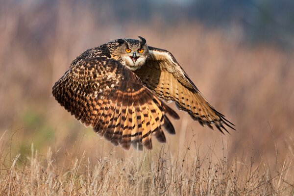 Der große Vogel jagt viel