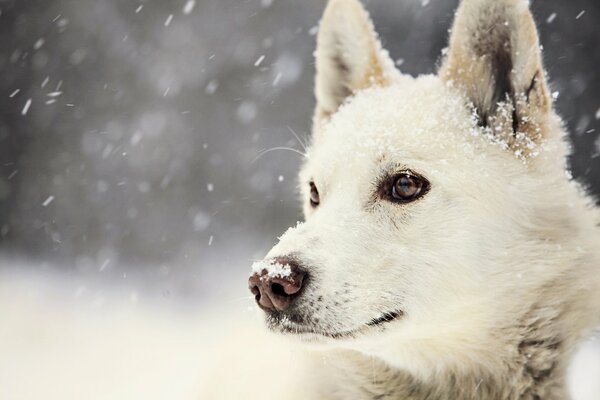 La mirada de un perro contra la nieve blanca