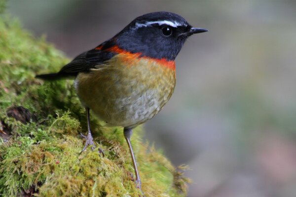 Pájaro musgo plumaje macro