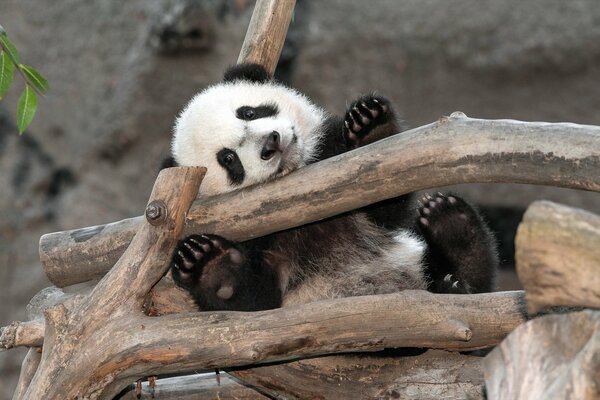 Hallo , ich bin ein Panda aus dem Zoo