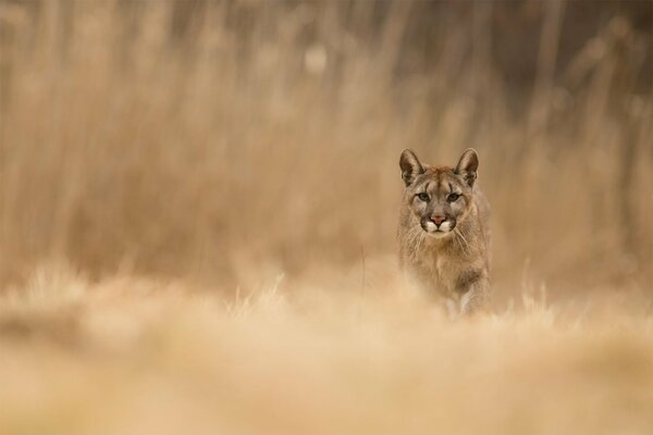 Cougar looks at prey