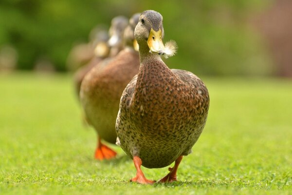 Ente geht auf dem Rasen spazieren