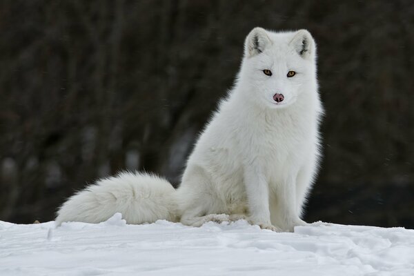 Weißer Fuchs sitzt im Schnee